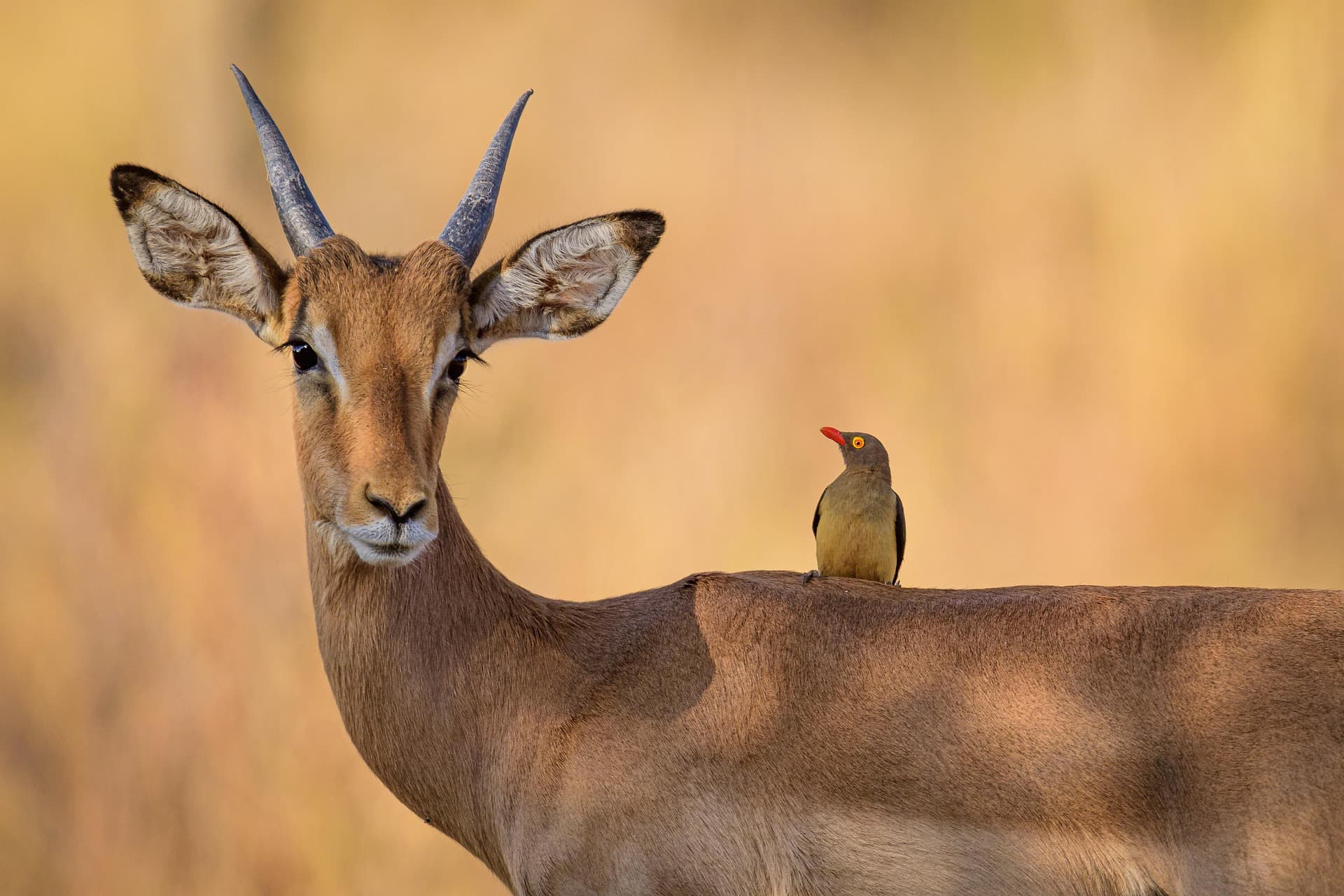 Impala