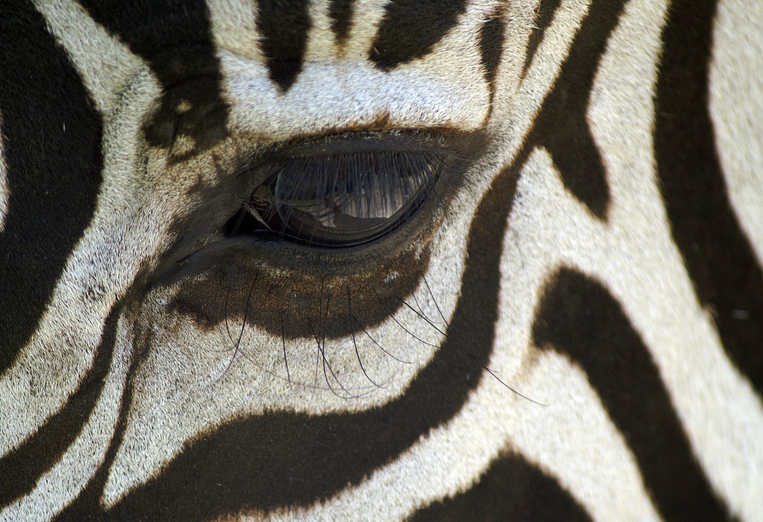 The eye and markings of a Samburu zebra